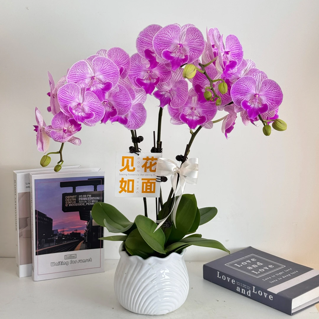 【摩登女郎】蝴蝶兰鲜花精致组盆 开花株 室内绿植 养兰基地直发