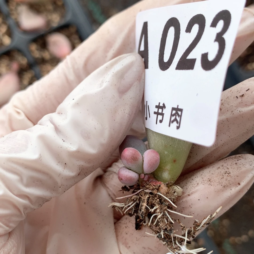 023 米可奶米可奶酪喔美少女