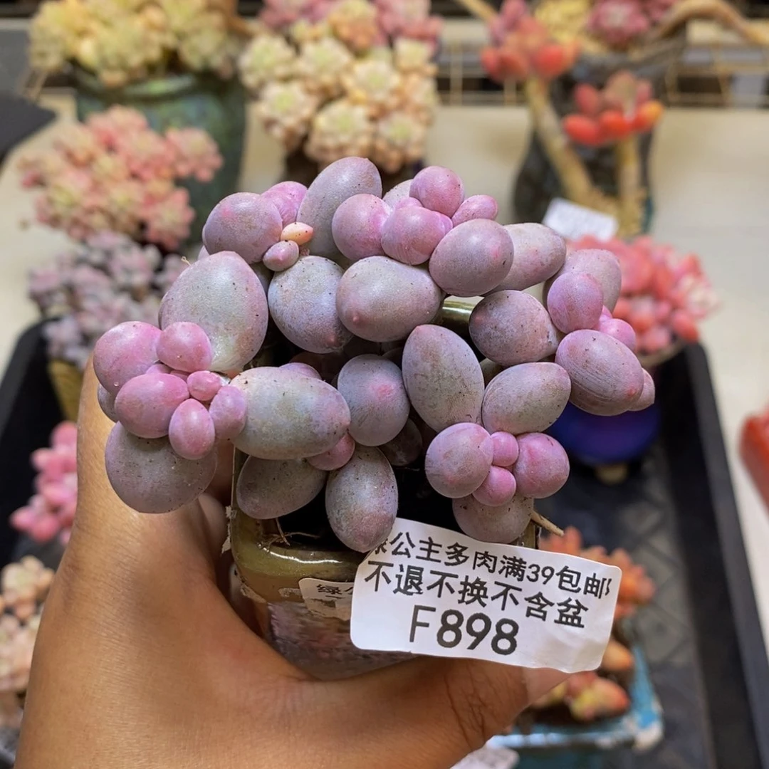 898香水手指奶多肉7c m