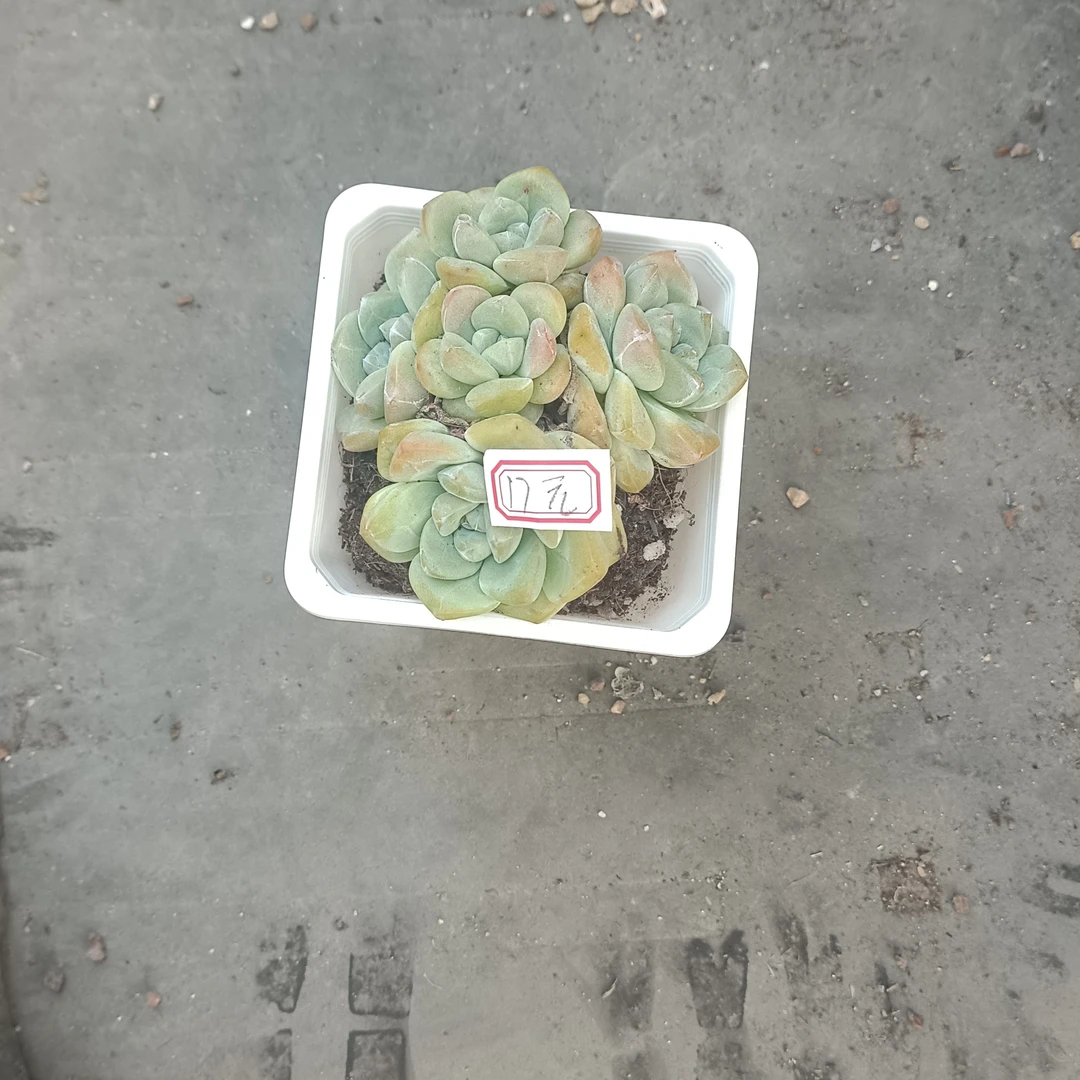 冰玉5头1颗多肉植物