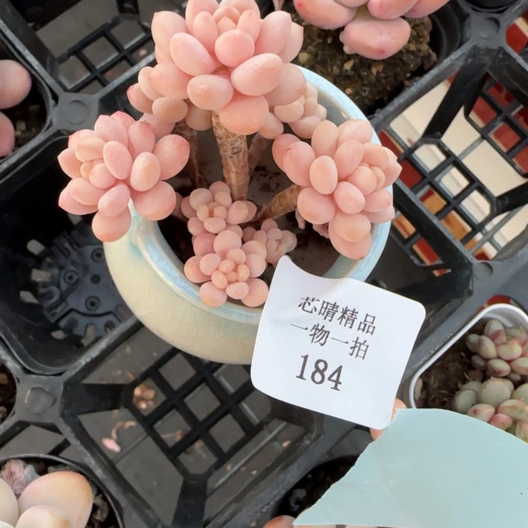微**笑闪购精品多肉184号带盆