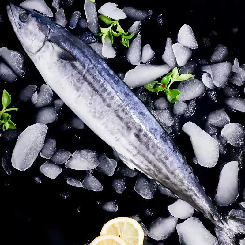 【大】燕尾鲅鱼马鲛鱼渤海湾特产顺丰包邮【易脱刺，介意勿拍】