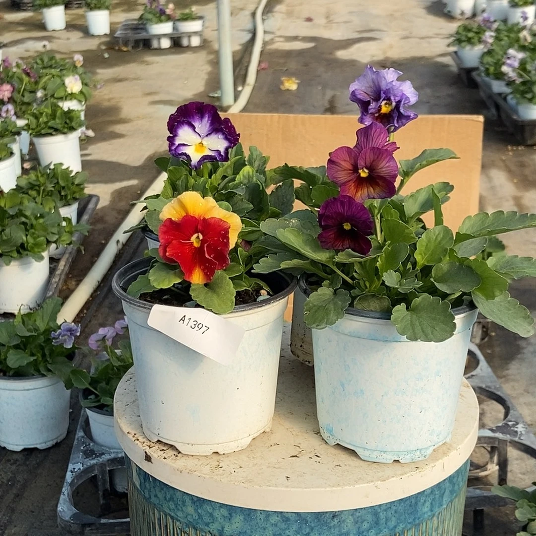 大部分花苞少量开放1397