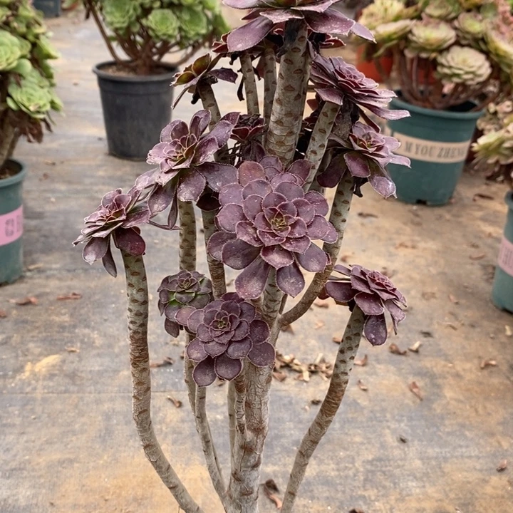 黑法11多肉植物法师