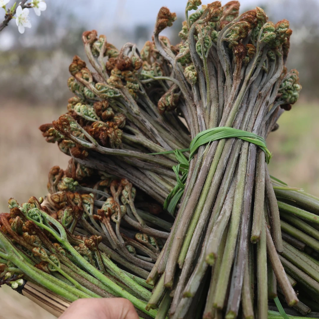 贵州高山野蕨菜甜蕨新鲜蕨菜脆嫩现摘1/5斤装