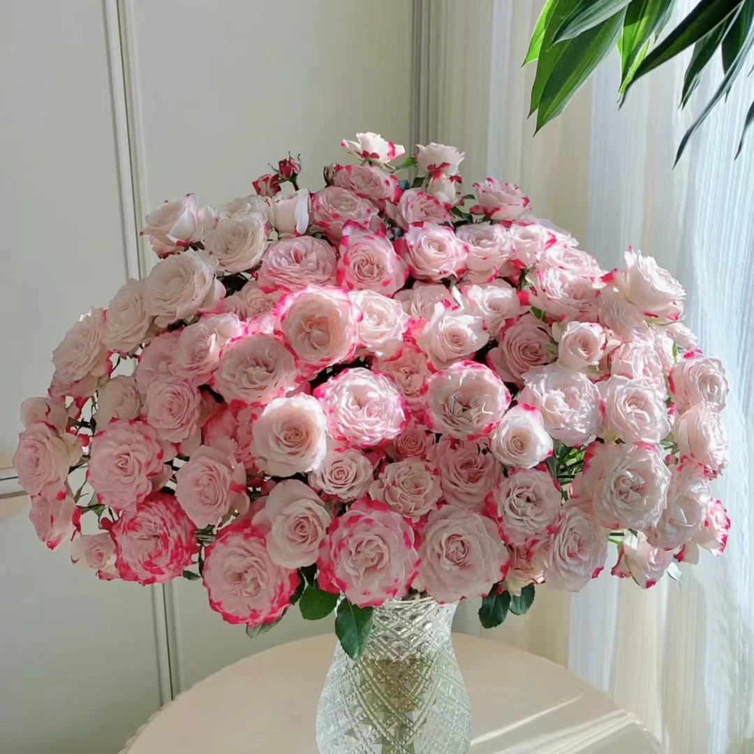 【植迷不误】折射多头玫瑰 渐变色居家 插花云南鲜花 基地包邮直发