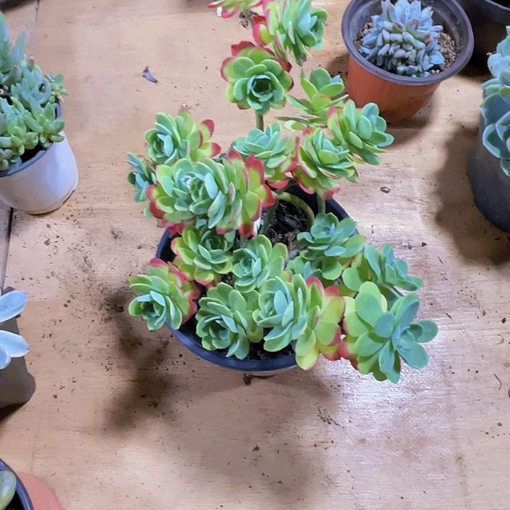 江****多肉0000000000321