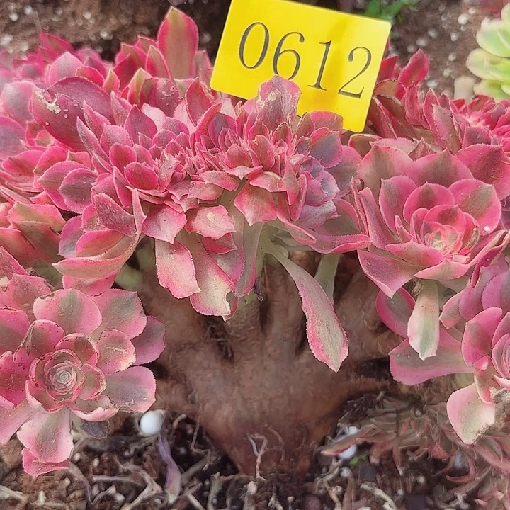 多肉植物女巫0612