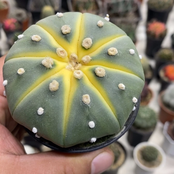 实生西瓜兜特价福利