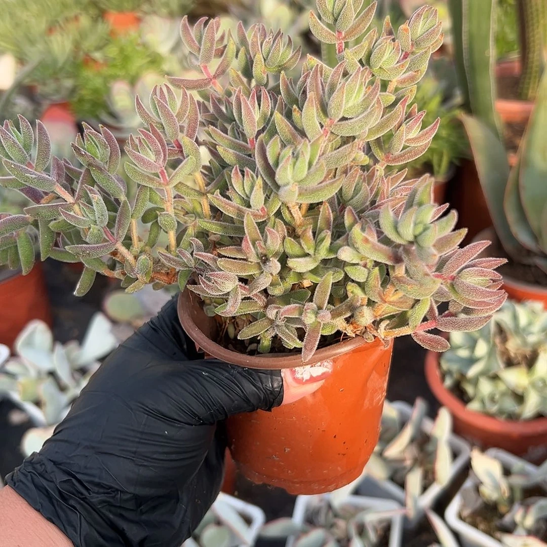 多肉植物绒针裙身。