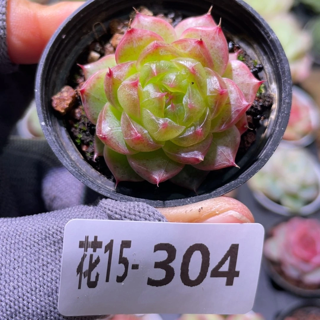 花利美15-304海王