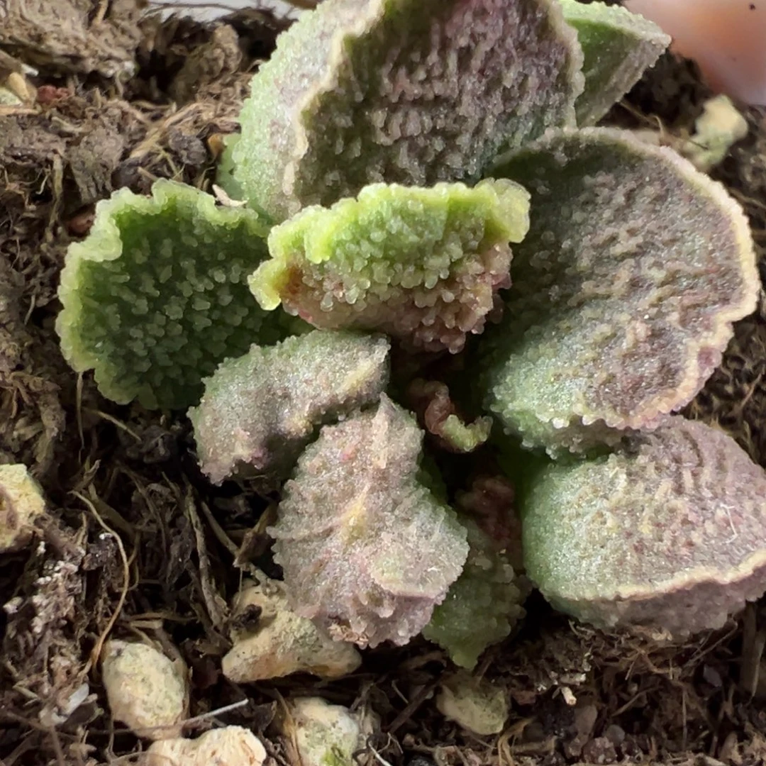 实生新品多肉植物水泡多肉植物