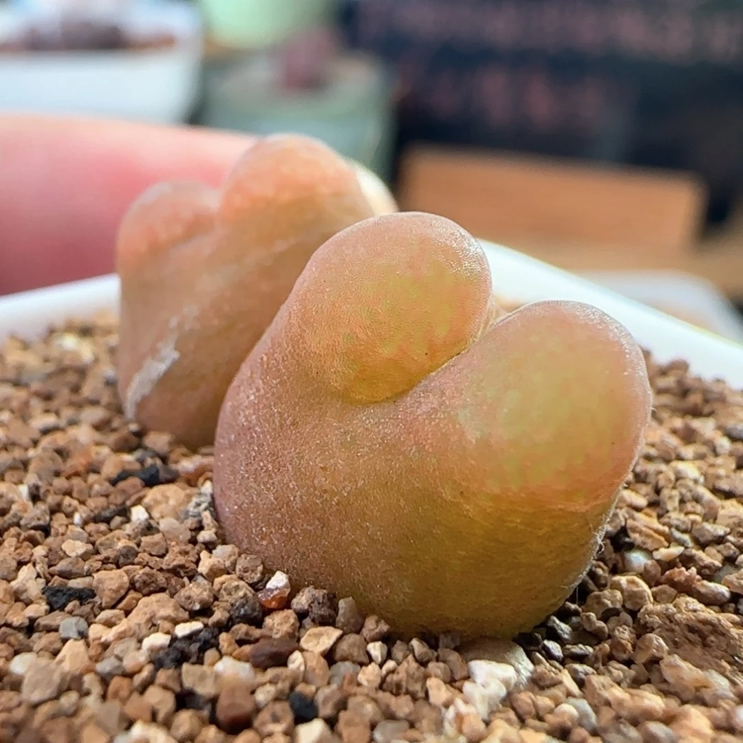 0009/双头水蜜桃/