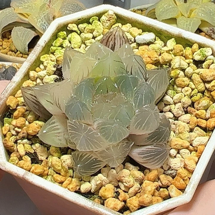 恭喜发财大吉大利615