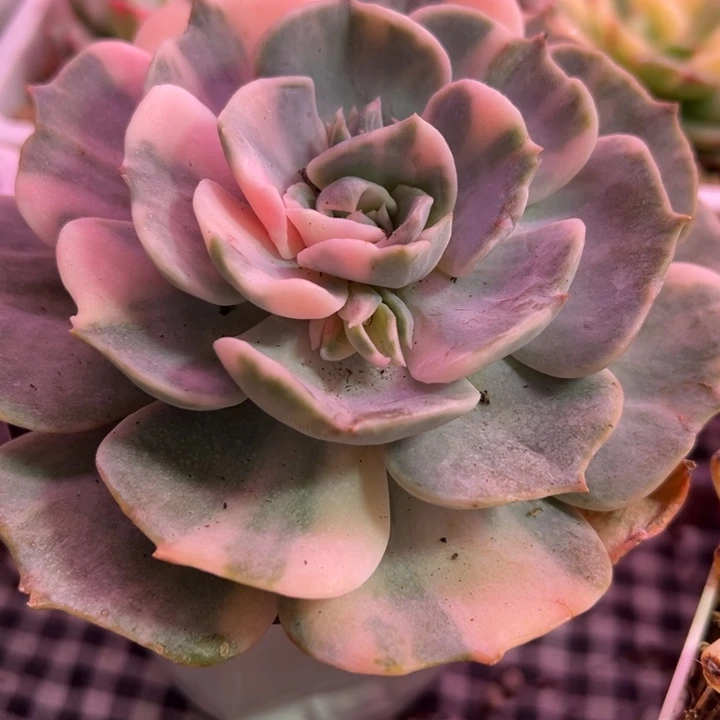 双子座锦多肉植物