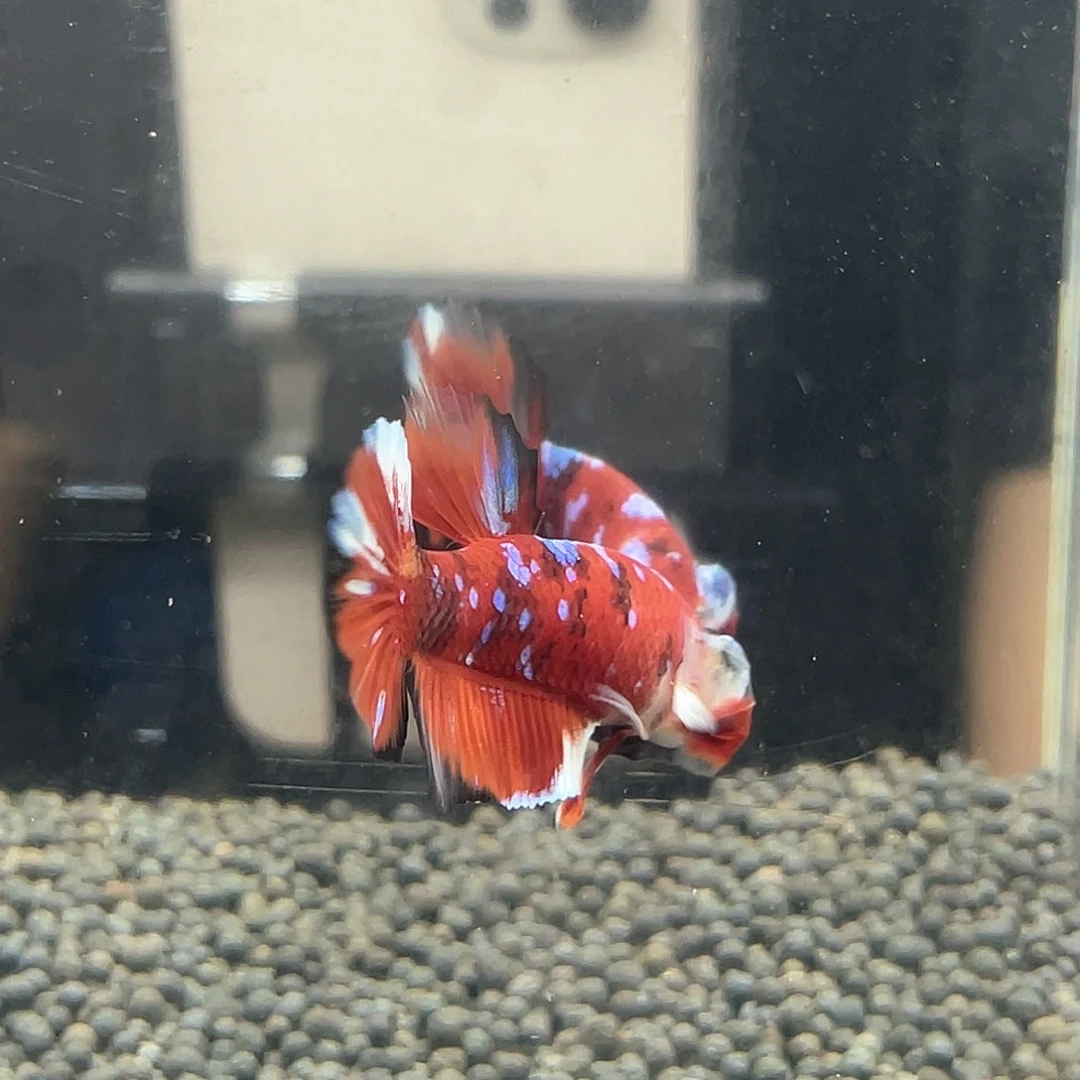 斗鱼不包邮首单补10运23