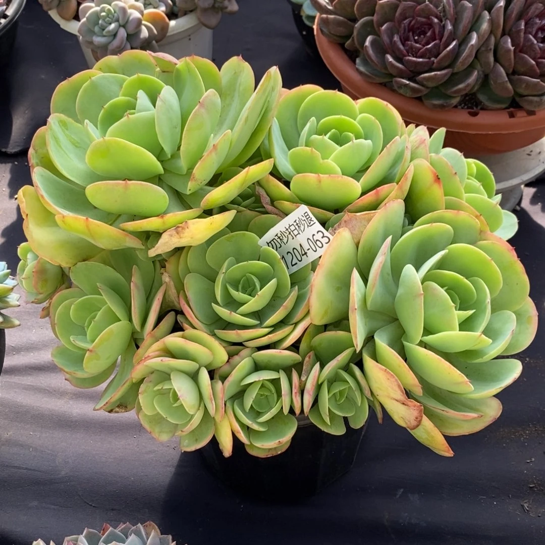 两单包邮1204-63碧桃