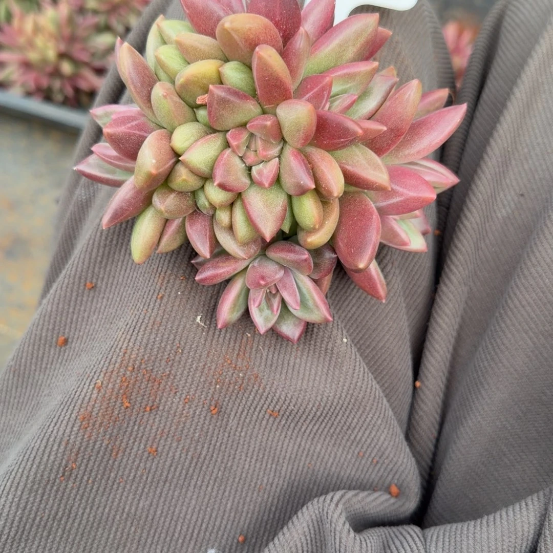 云***云一物一拍迷雾泡泡朵朵缀38