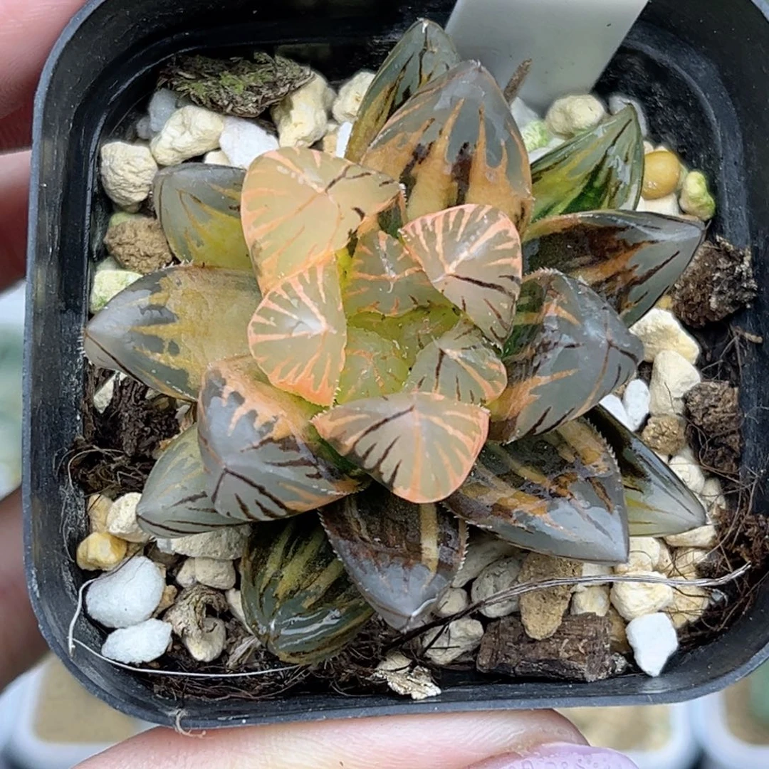 107龙爪玉露锦福利专场