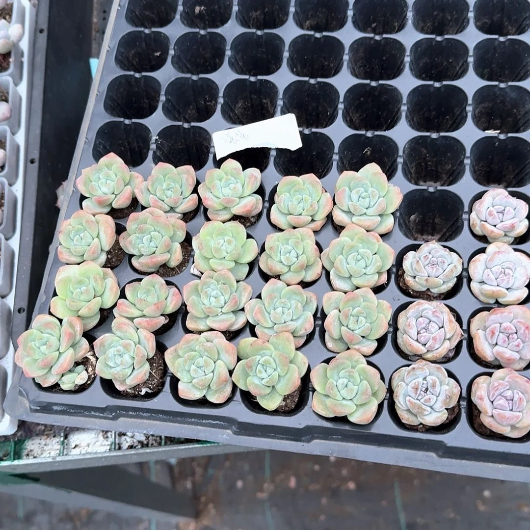 芸芸一物一拍专拍的