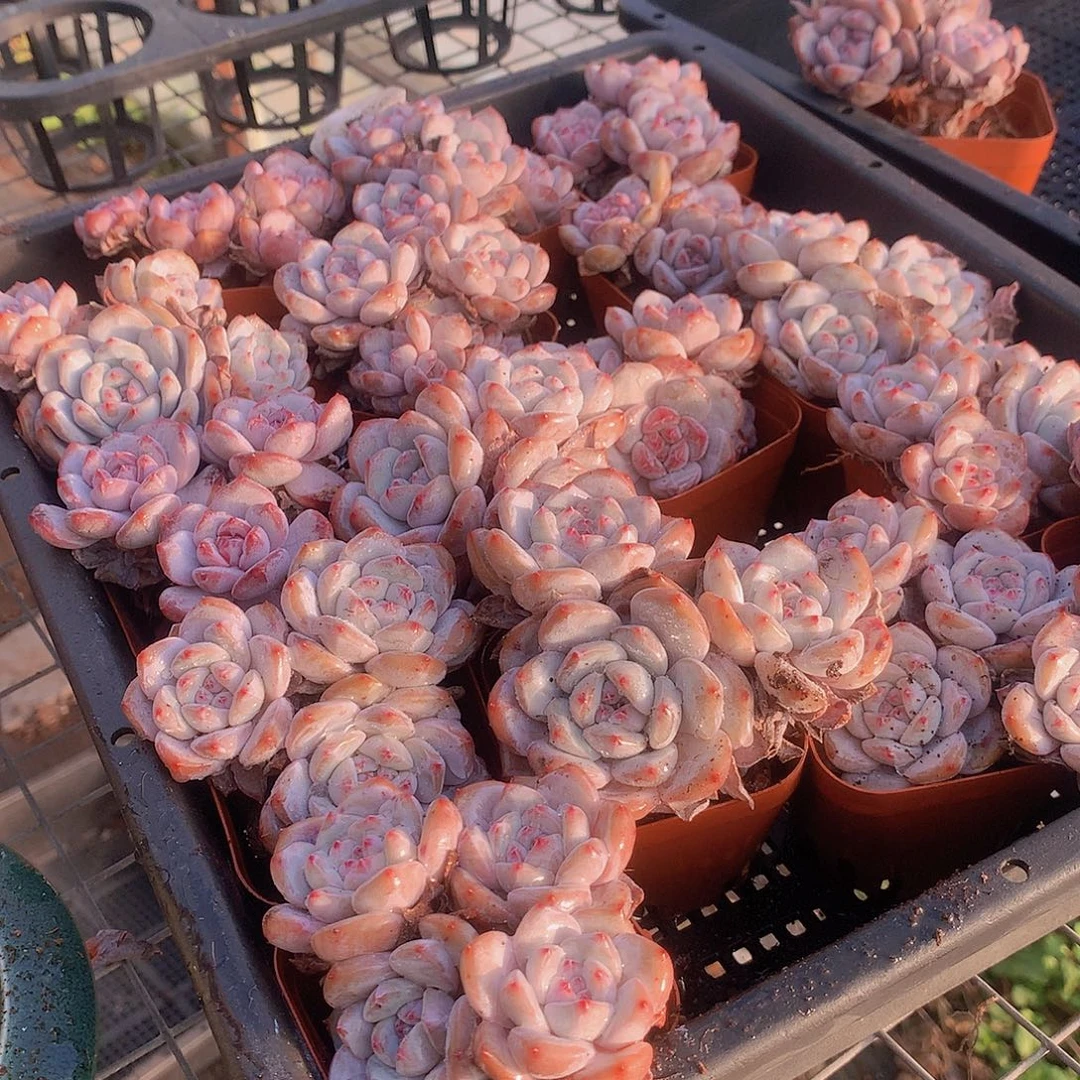 石榴籽群2盆00000000000