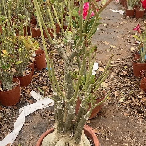 【闪购商品】用****5绿植