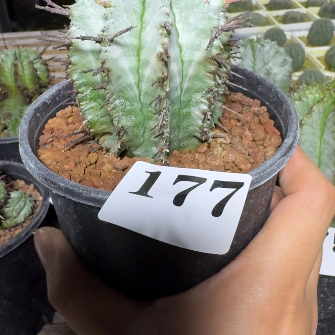 白衣魁伟玉多肉植物