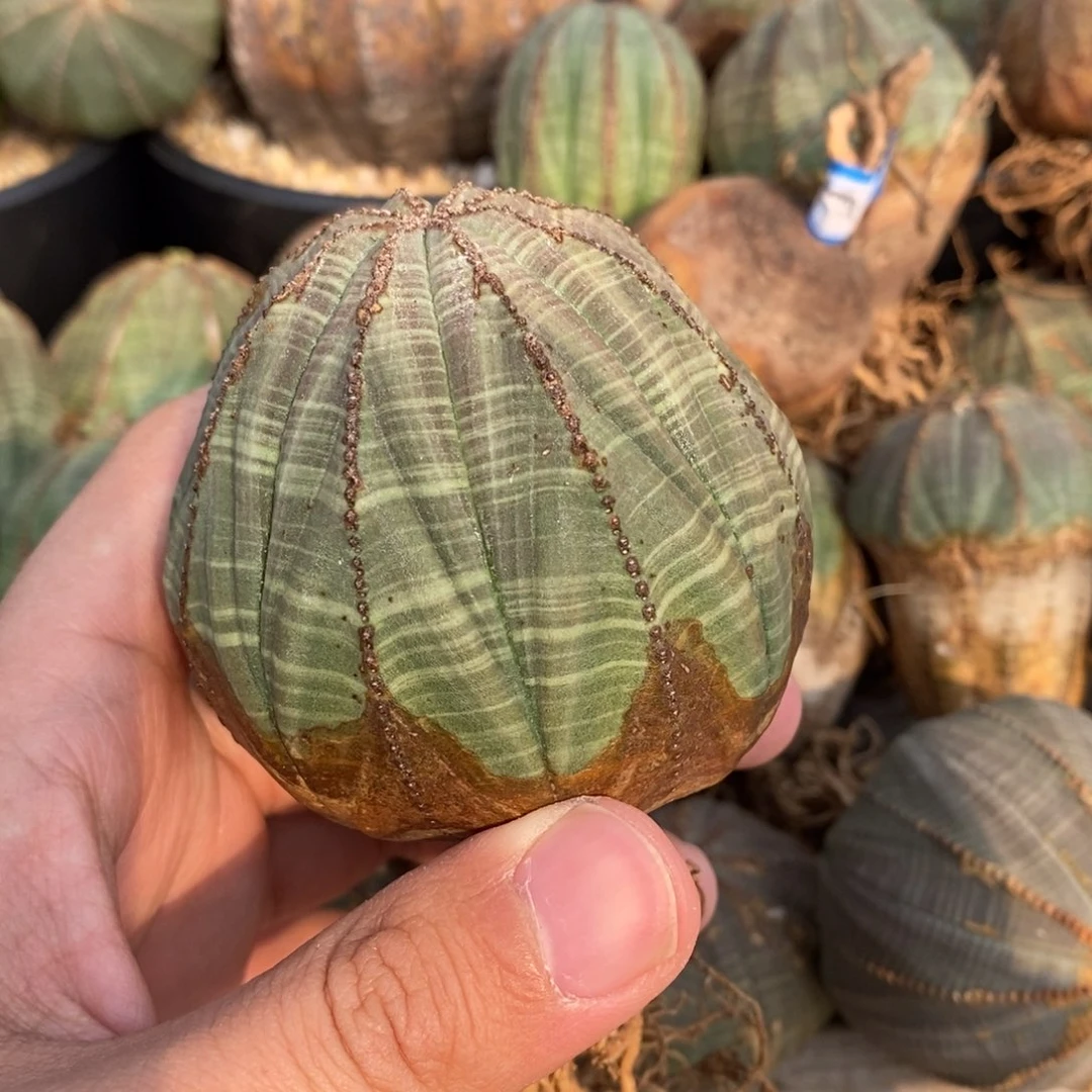 2 欧系实生布纹球多肉植物