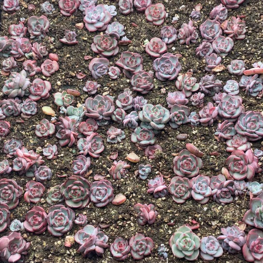 云糖心多肉植物591