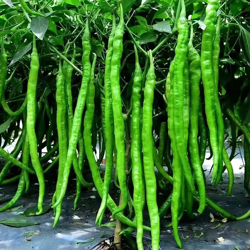 辣椒苗螺丝椒苗线椒方椒苗子庭院种植尖椒苗菜椒苗薄皮椒苗泡椒苗