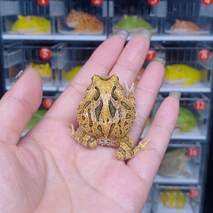 角蛙恭喜发财大吉大利