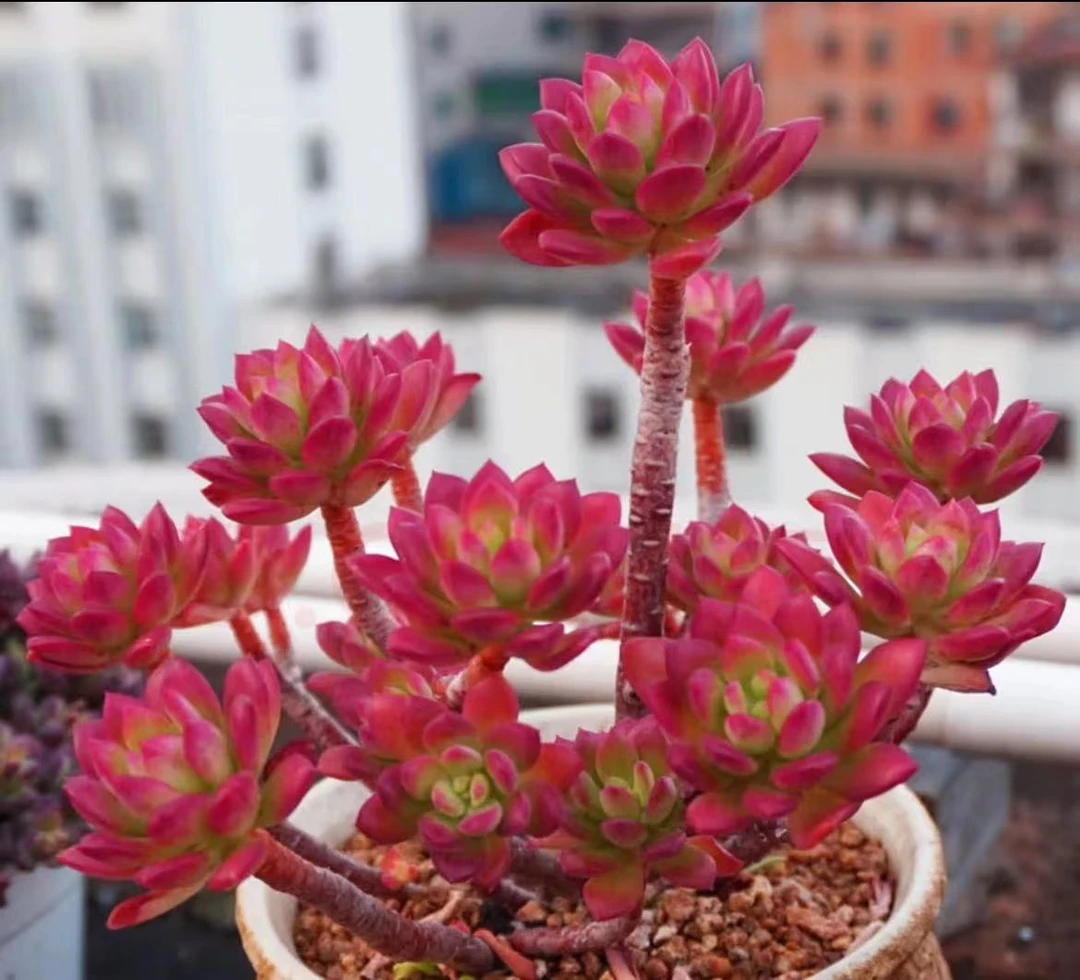 沙漠玫瑰老桩 多肉植物 新手必备