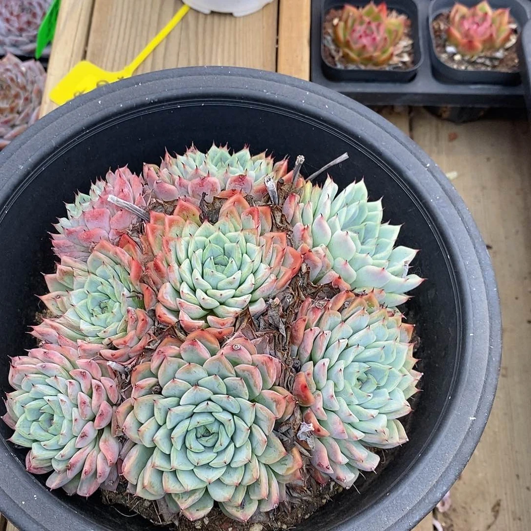 大盆孤星，福利多多