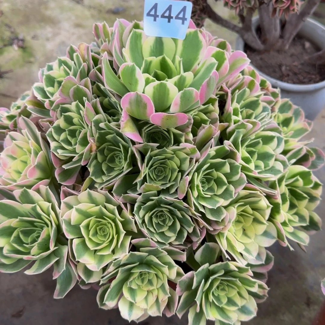*****白风444