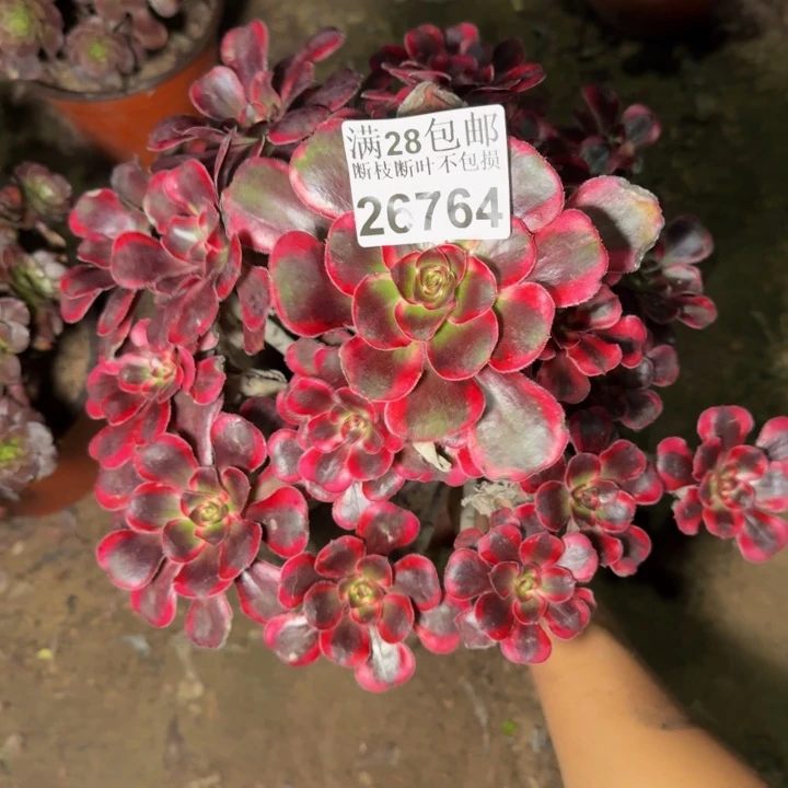 26764丽娜多肉植物