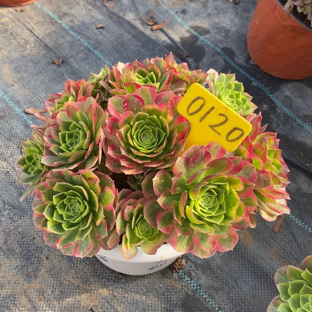 红陶0120奶白一物一拍多肉