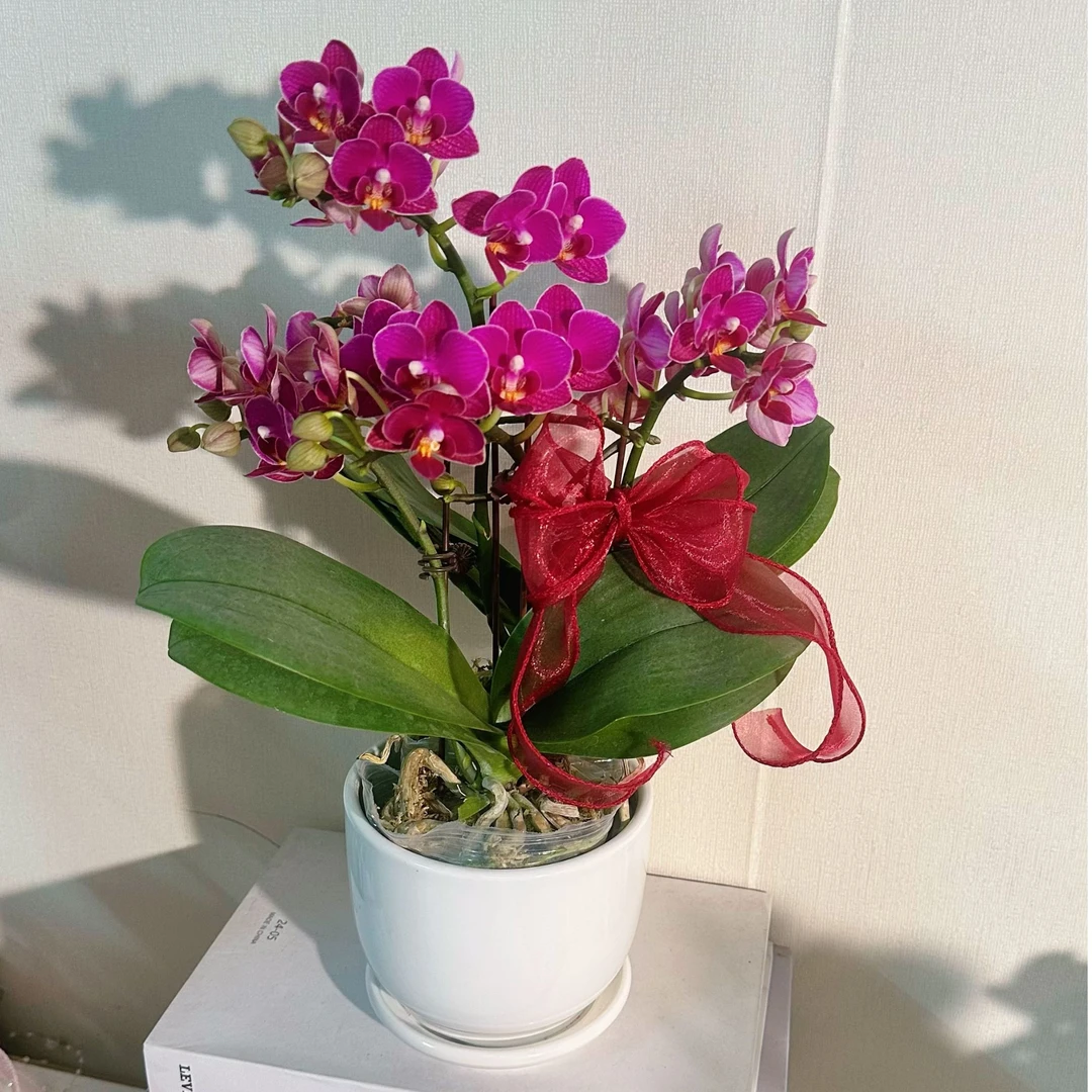 【香妃组盆（带花香味）】厚花瓣红紫色长花期蝴蝶兰花卉