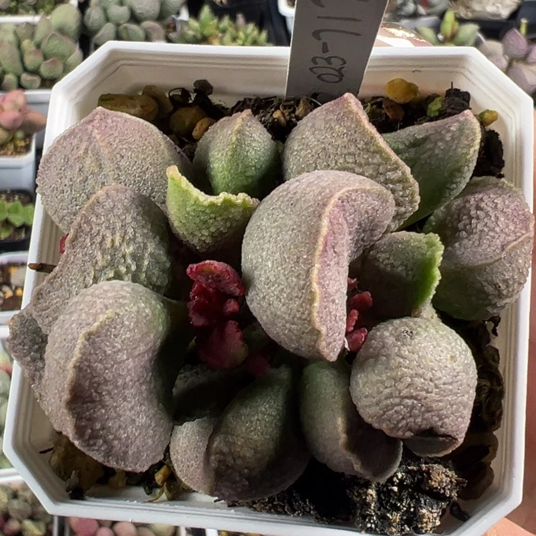 151实生新品腰子形老桩多头