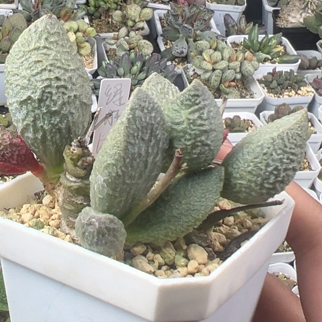 95老桩多头绿猪肝多肉