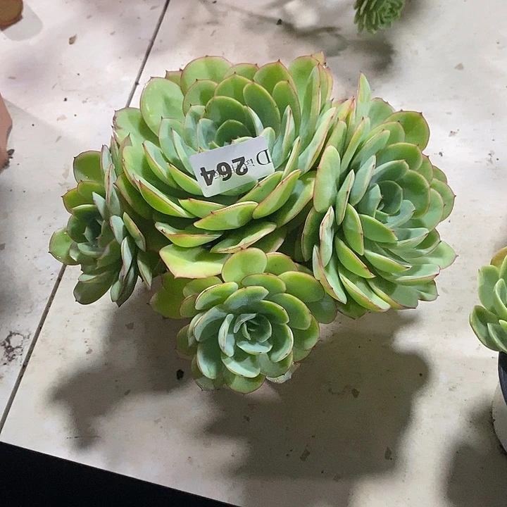 敏***姐264牡丹亭多肉植物