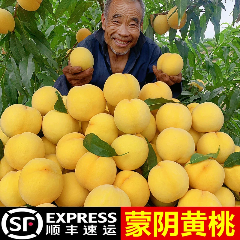 【顺丰/京东】正宗蒙阴黄桃黄金蜜桃新鲜水果脆甜毛桃整箱鲜果水果