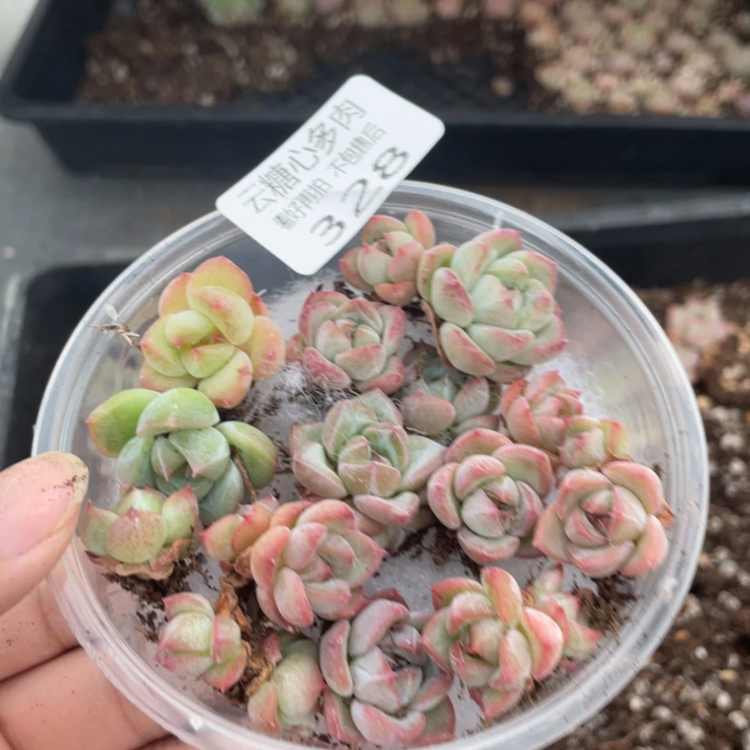 云糖心多肉植物328