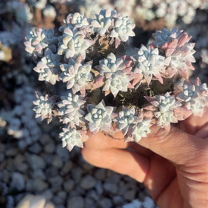 幽*仙女杯多肉植物