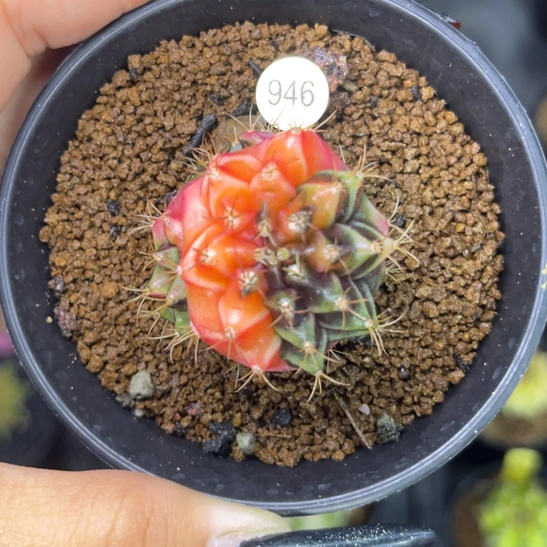 946 变异米哈 带盆土发货