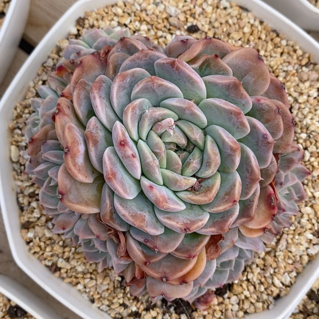 一物一拍精品多肉_