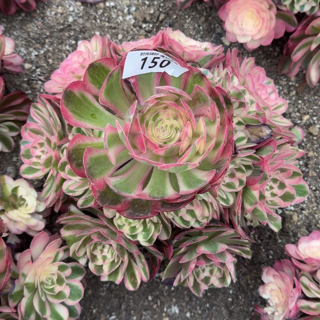 150荔枝。多肉植物