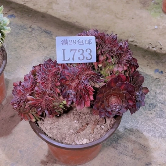 733抹茶坠多肉植物