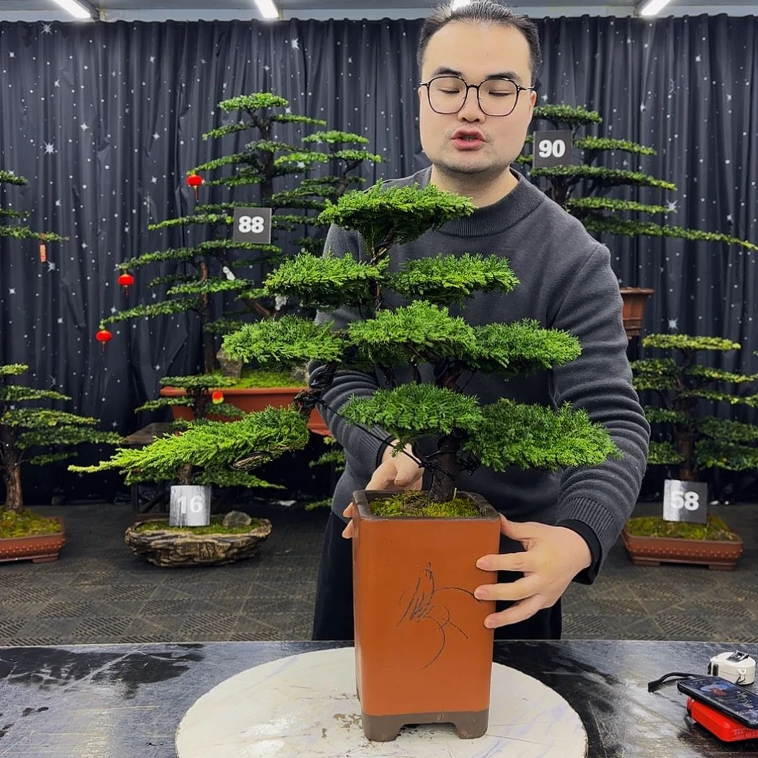 龙爪松高端造型盆景