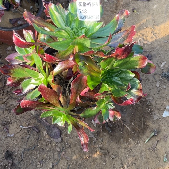 543魅影七彩多肉小洋洋