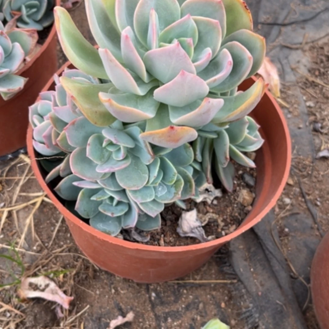 【闪购商品】L****?白凤